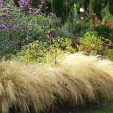cheveux d ange au jardin contemporain